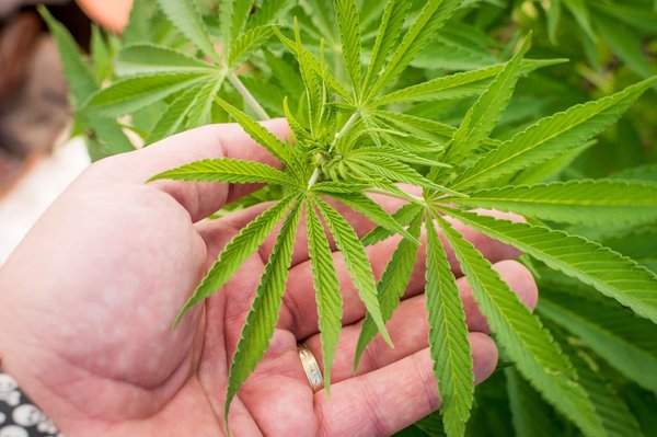 La plante en vogue offrant de nombreux bienfaits